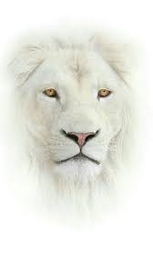 white lion face wild hd