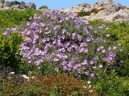 File:Cistus creticus ssp corsicus 3 (Corse).JPG - Wikimedia Commons