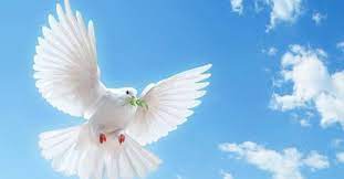 鳩 平和 の 象徴