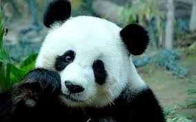 hd wallpaper sad panda bear