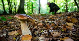 Looking For Mushrooms In Berguedà And