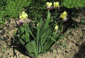 Scheda IPFI, Acta Plantarum Iris_variegata