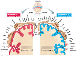 cortical homunculus diagram quizlet