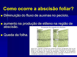Image result for pecÃ­olo abscisÃ£o