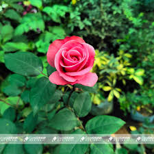 light pink rose with green