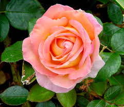 27 rose gardening tips for beginners to