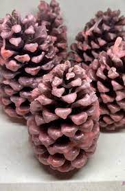 Scented Pine Cone Fire Starters Fire