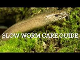 reptiles slow worms facts and how to