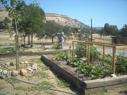 Railroad Ties Ok For A Raised Bed