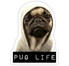 Image result for pugs playing games