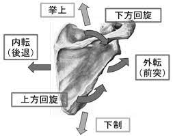 肩甲骨の 動きと働き