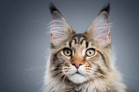 The maine coon cat is considered the only longhair breed native to the united states. Cat Tree Maine Coon Petrebels Com