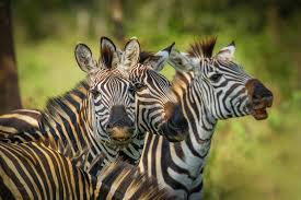 Zebras have excellent eyesight and hearing, and can run up to 40 mph. 10 Places Where Zebras Live In The Wild
