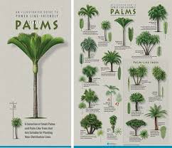 Palm Trees Garden Palm Tree Plant