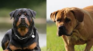 But many people have bred rotties with other dogs to create a number of incredible mixed breed pups! Boerboel And Rottweiler Online
