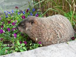 Learn What Groundhogs Eat In The Landscape