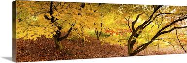 Autumn Foliage Of Japanese Maple Acer