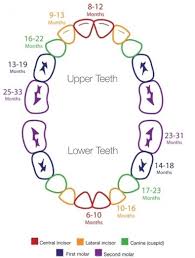Teething Timeline Baby Teething Schedule Teething Chart