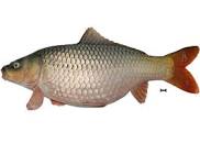 Hasil gambar untuk Ikan Mas Mustika Tahan Infeksi KHV