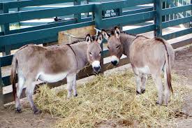 Image result for donkeys in the hills of Cali