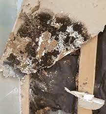 How To Remove Black Mold From Drywall