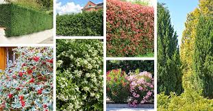 15 Fast Growing Shrubs For Privacy That