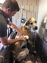 All you need to do is enter your current location as well as the name of the business or service that you're looking for. Do It Yourself Dog Wash Salt Lake City Dog Grooming