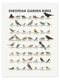 european garden birds print by iris