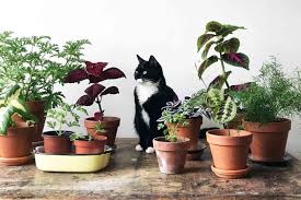 Indoor Plants Safe For Cats 5 Cat