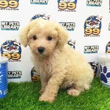 found 2130 results for toy poodle all