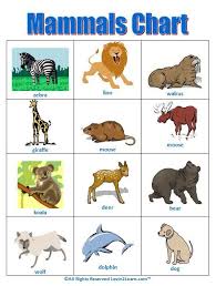 Mammals Chart Www Loving2learn Com Mammals Zoo Activities