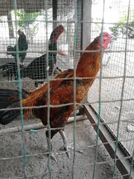Untuk yang memelihara satu ayam, direkomendasikan untuk memilih kandang kurung atau kandang lipat dengan ukuran minimal 75 cm x 60 cm x 50 cm. Standar Kandang Umbaran Bagi Ayam Aduan Sabung Ayam