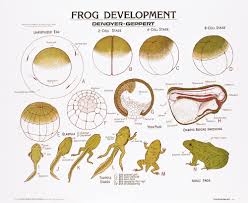 Frog Development Wall Chart Unmounted Amazon Com