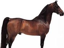 how-big-is-a-morgan-horse