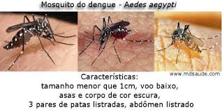 Resultado de imagem para mosquito aedes aegypti