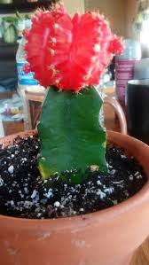 This is a form of. Moon Cactus Help