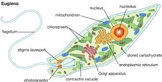 Protist