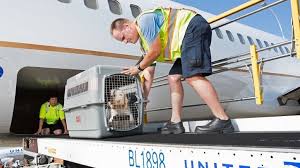 explained united airlines pet policy