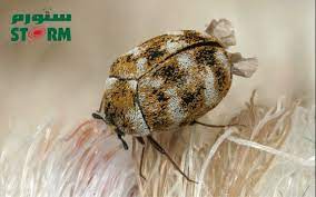 carpet beetles pest control service