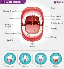 the mouth and buccal cavity anatomy
