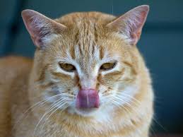why cats lick plastic and other odd
