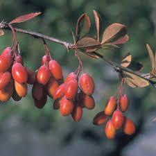 Berberis vulgaris (common barberry): Go Botany