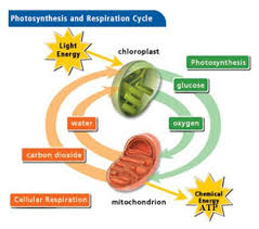 Cell Work Photosynthesis And Cellular