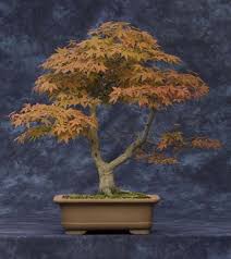 bonsai penjing collection arnold