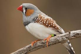 Burung pipit merupakan sejenis famili burung kecil. Burung Finch Yang Paling Digemari Dengan Berbagai Karateristik