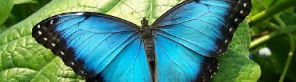 Species Profile Blue Morpho Butterfly Morpho Peleides