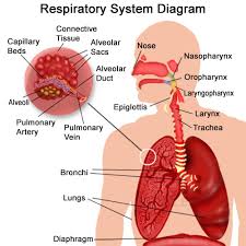 Chart Of Body Part Name Respiratory System Organs