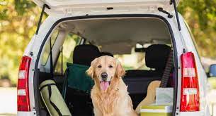 Driving With Dogs Motability Scheme