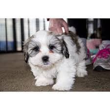 They will definitely be a compliant little dog that suits almost anyone and any type of household. Buster Maltese X Shih Tzu Puppy Trial 13 7 16 Small Male Maltese X Shih Tzu Dog In Nsw Petrescue