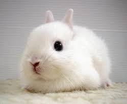 عکس های دیدنی از خرگوش های ناز و خوشگل